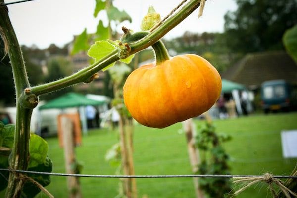 Pumpkin in Garden