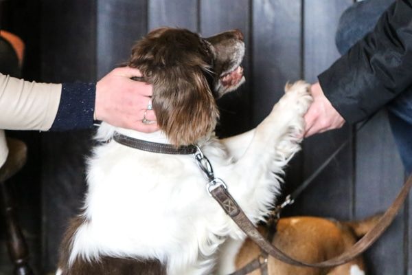 Dog shaking hands