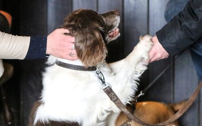 A white a brown dog shaking hands with a person