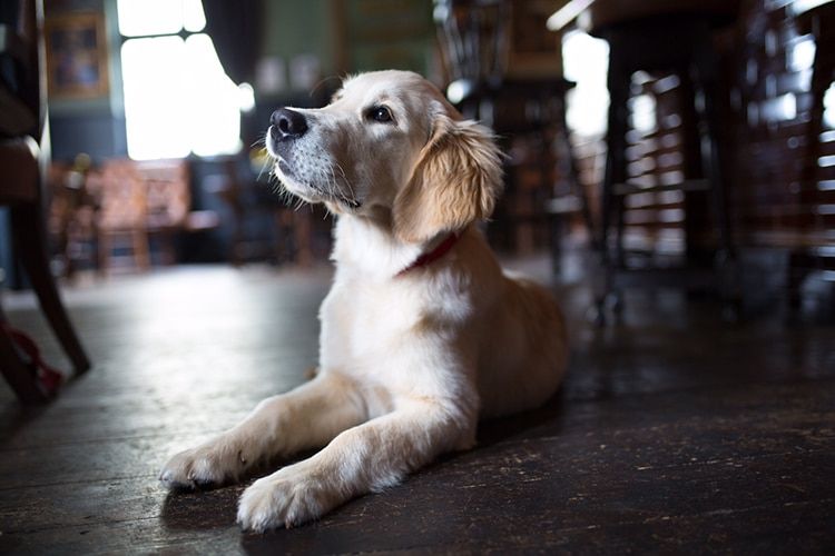 The Better Half, food pub, Dog Friendly Pubs & Restaurants