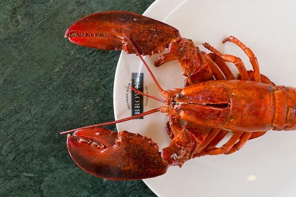 Lobster on a plate at Browns Brighton