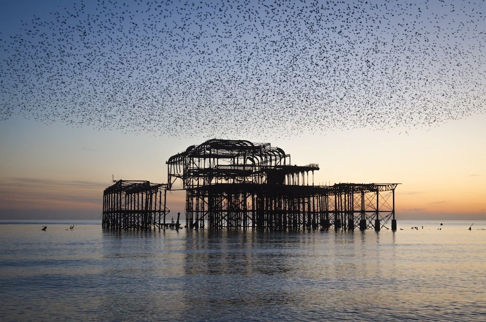 The starlings West Pier, Jo Hunt photography, Brighton