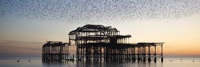 The starlings West Pier, Jo Hunt photography, Brighton