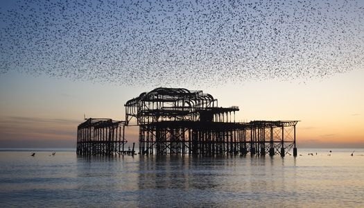 The starlings West Pier, Jo Hunt photography, Brighton
