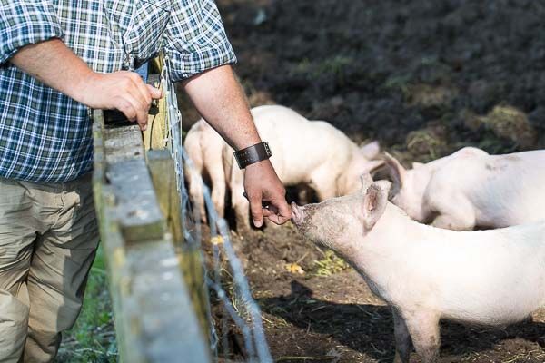 Jon Hutcheon and piglet - Lancing College Farm, The Schooner in Southwick