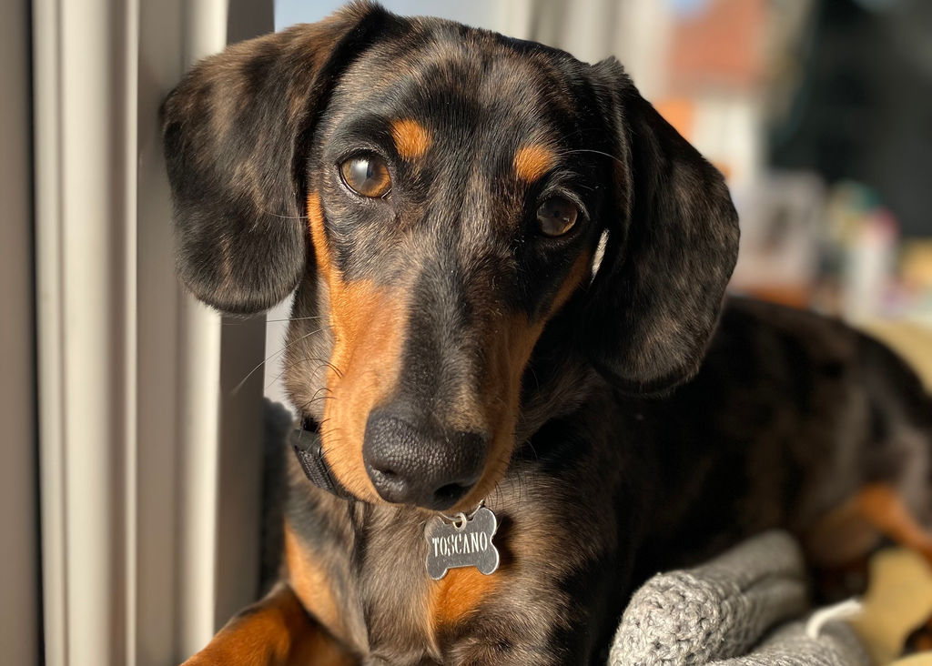 A dog sat at the window in the restaurant at Cin Cin. Part of our dog friendly guide to Brighton and Hove