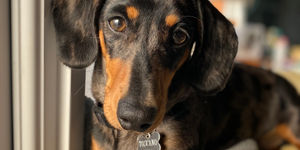 A dog sat at the window in the restaurant at Cin Cin. Part of our dog friendly guide to Brighton and Hove