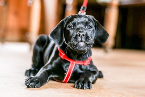 Dog at The Bull in Henfield