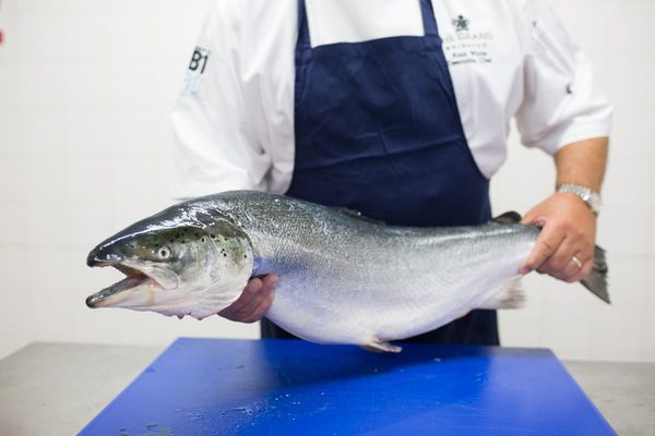 Scottish Salmon ready to be filleted