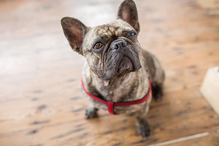 A friendly dog at Starfish and Coffee cafe in Brighton, dog friendly