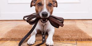 Dog at Steak on Sea, Brighton