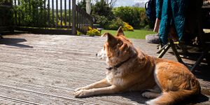 A dog sitting on the decking on a sunny day