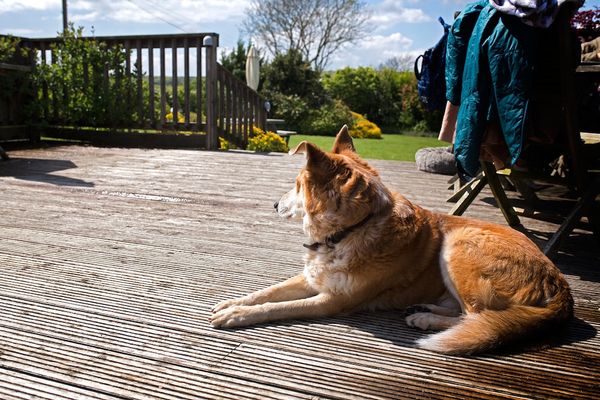 A dog sitting on the decking on a sunny day