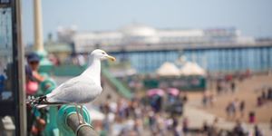 Seagull - Brighton Beach
