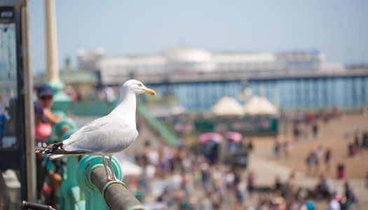 Seagull - Brighton Beach