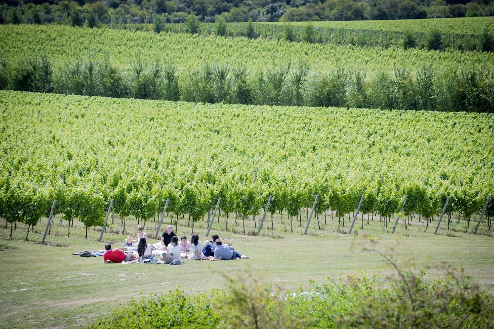 Sussex vineyard tour. Pictured a group of people relaxing in Sussex with the backdrop of a Sussex wine estate. Lush green vineyards, the home of Sussex wine and Sussex sparkling wine.