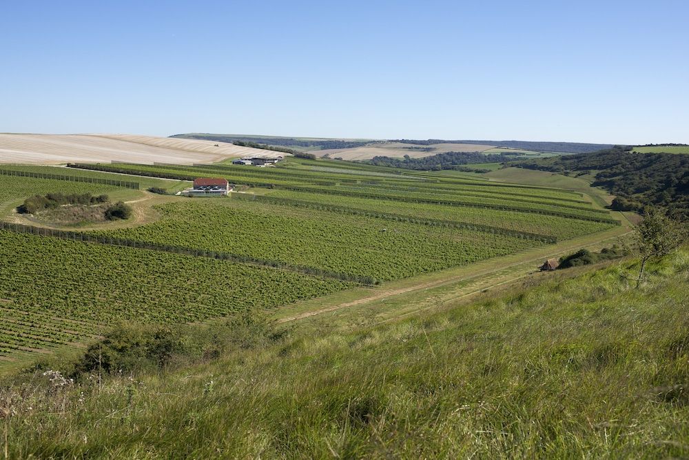 Wine Shop Brighton and Hove Reputable Wine Shops