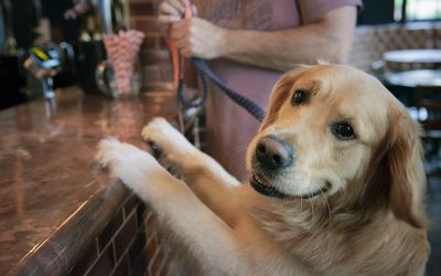 A dog at the bar with a person in the background