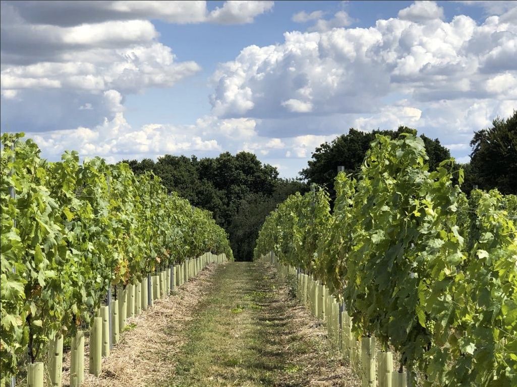 Vineyard and path