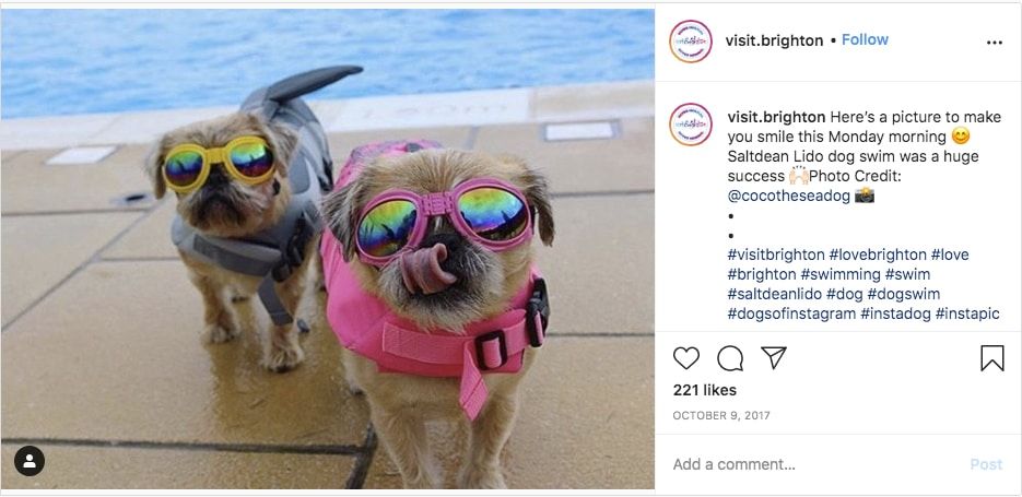 Dogs in sunglasses