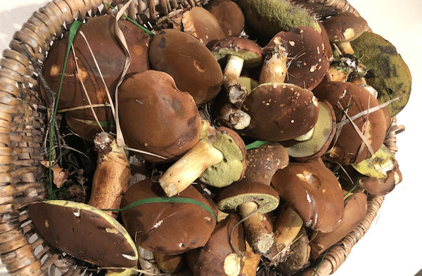 Foraged Mushroom