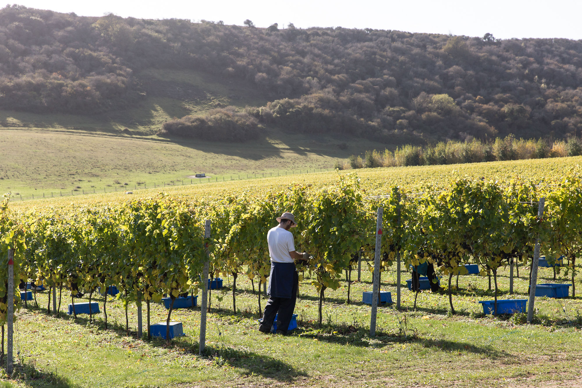 A figure in a brimmed sun hat, white t-shirt and blue trousers stands in a vineyard picking graptes, behind him are hills covered in trees