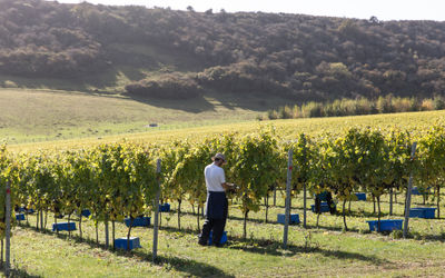 A figure in a brimmed sun hat, white t-shirt and blue trousers stands in a vineyard picking graptes, behind him are hills covered in trees. Rathfinny is a location for Wine Tasting Sussex, part of our Wine Tasting Sussex guide