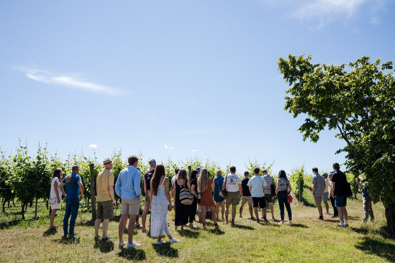 group of people having a wine class in Albourne Estate vineyard