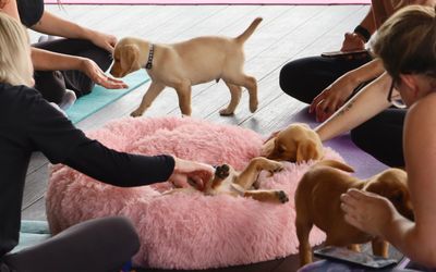 rockwater puppy yoga