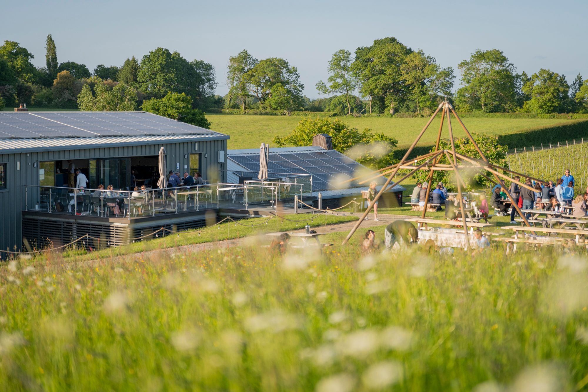 shoot of the Albourne Wine Estate from the far