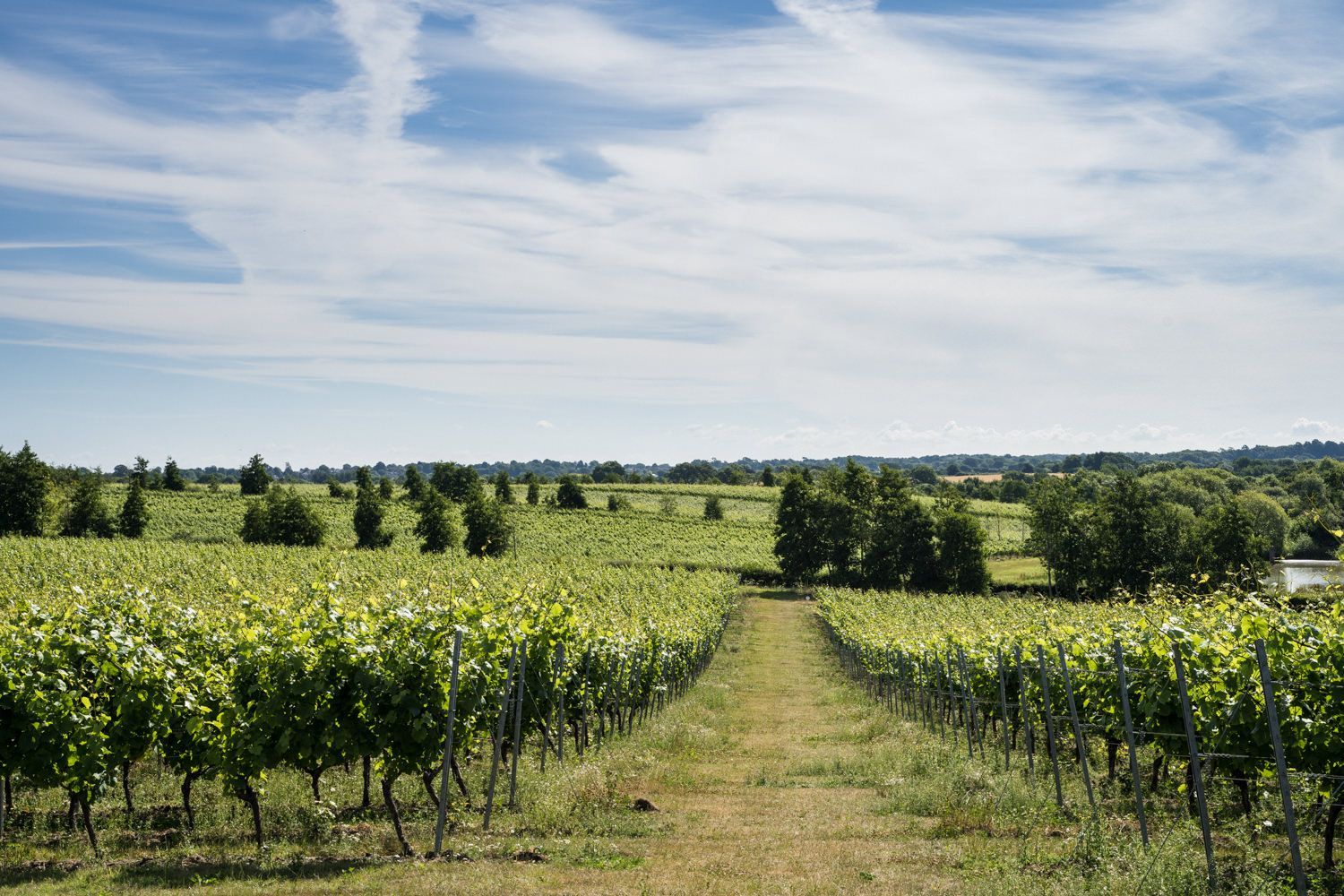 Albourne Estate vineyard on a sunny day with blue skies and a view of the countryside.