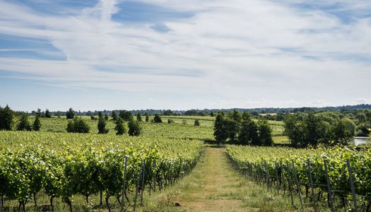 Albourne Estate vineyard on a sunny day with blue skies and a view of the countryside.