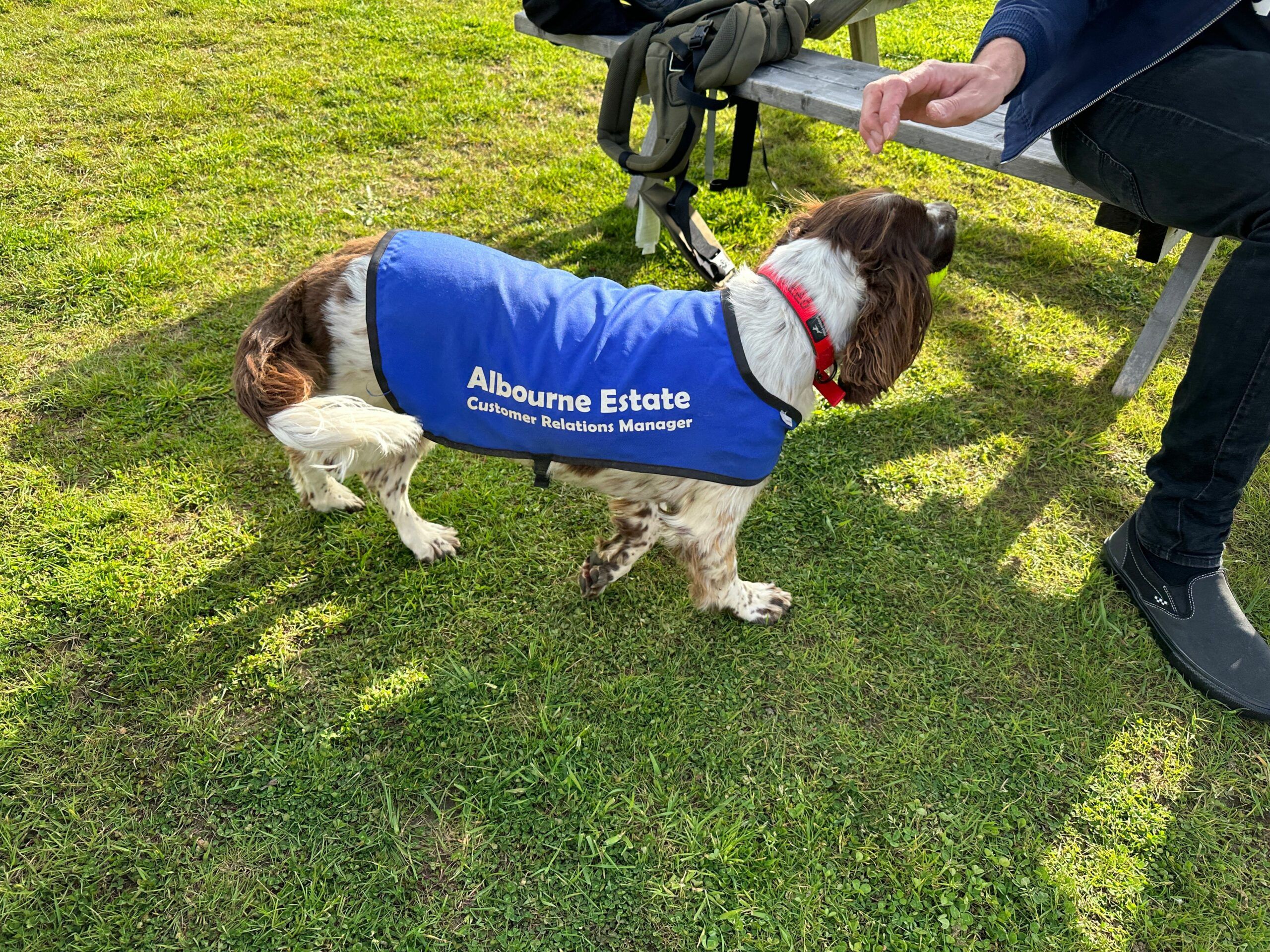 dog on the green grass at the Albourne wine state