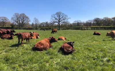 Sussex Supplier Database. Pictured cows at Trenchmore Farm