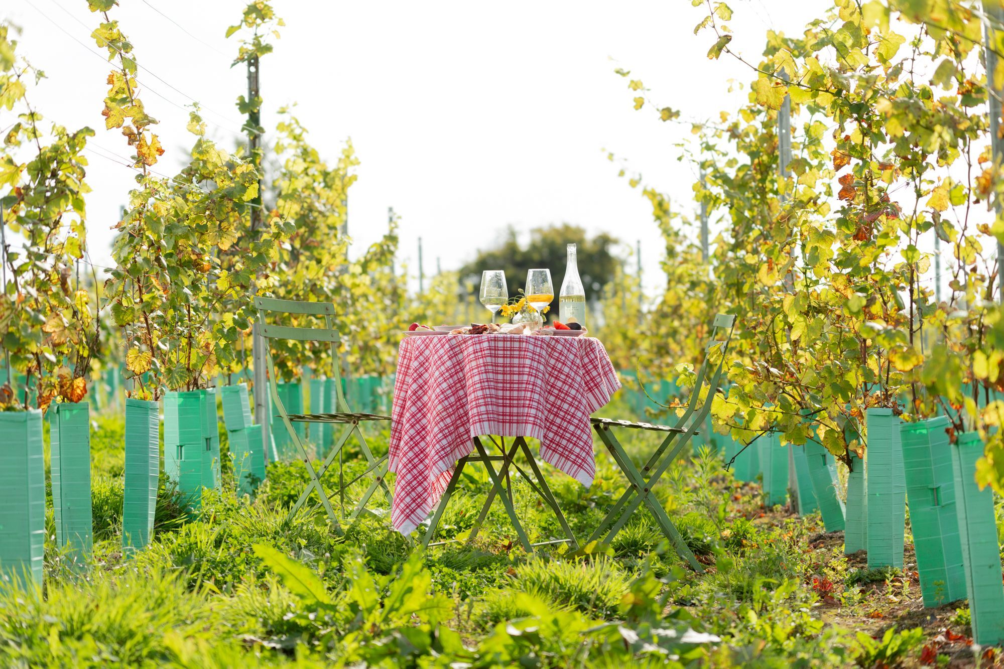 The Secret Vineyard - table with wine and nibbles in the middle of the vineyard on a sunny day