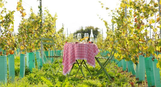 The Secret Vineyard - table with wine and nibbles in the middle of the vineyard on a sunny day