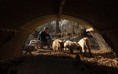 Stuart Mack Photography. Beals Farm Pigs