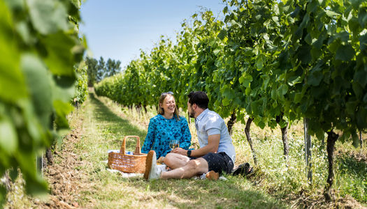 a picture which headlines our history of Sussex wine page. A couple set enjoying a picnic in the Albourne estate vineyard. With wicker picnic basket