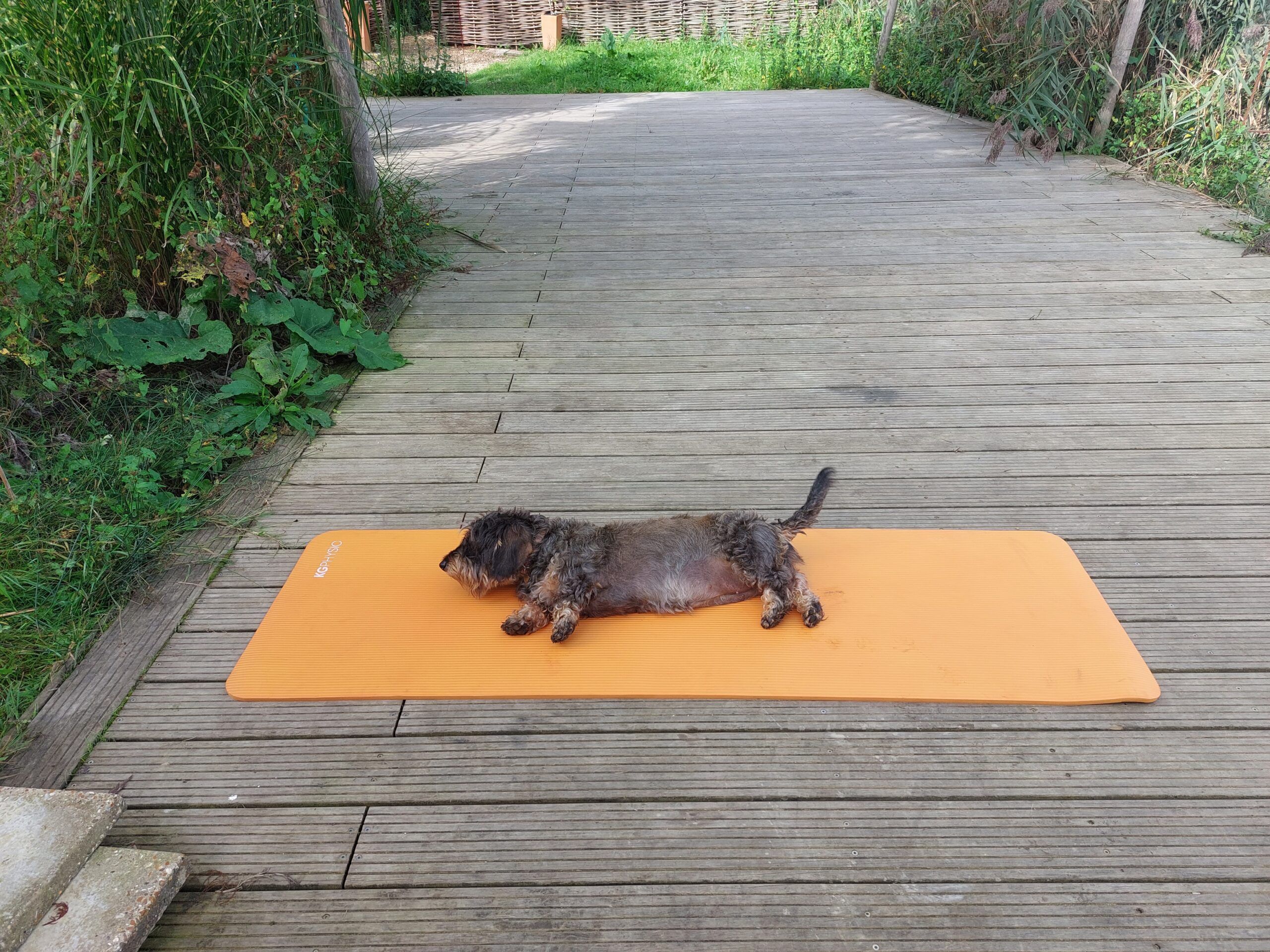 dog laying on the orange yoga matt at the secret vineyard. Wellness in the Wild at The Secret Vineyard