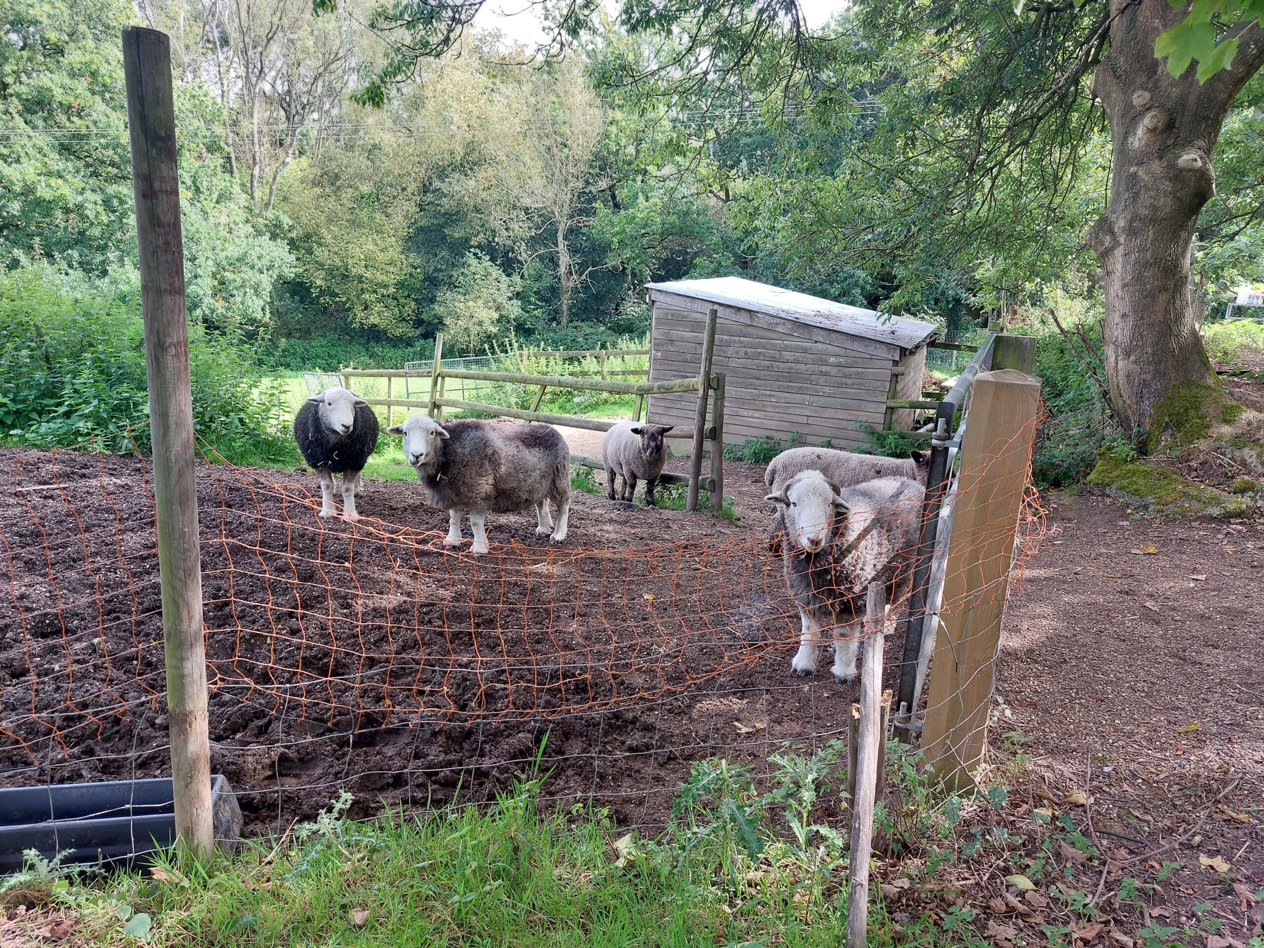sheep in the garden of the secret vineyard