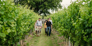 landscape_lg_Gusbourne_Vineyard_Tour