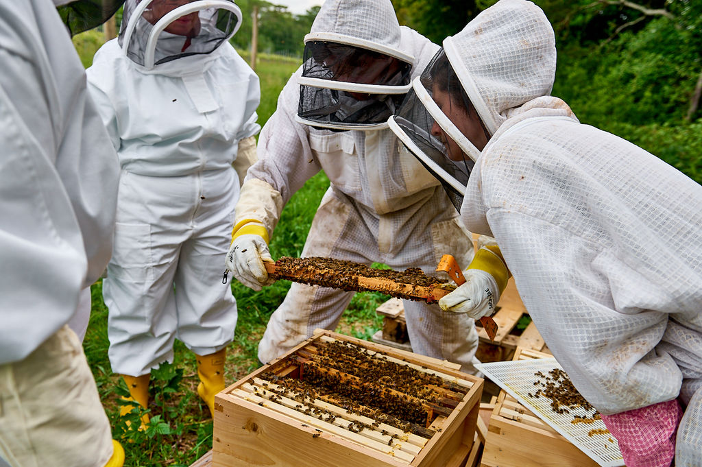 A group of people in white bee suits investigating a bee hive.