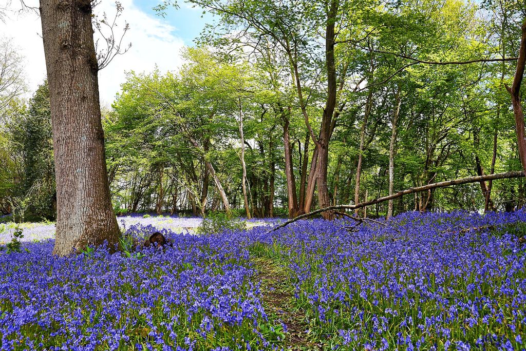 A blanket of bluebells covering the ground in the woods.