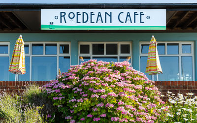 exterior shot of Roedean Cafe, blue header. and green/blue walls, big bush of flowers in the garden