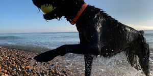 A dog holding a tennis ball leaving the sea. Dog friendly restaurants, Brighton Beach