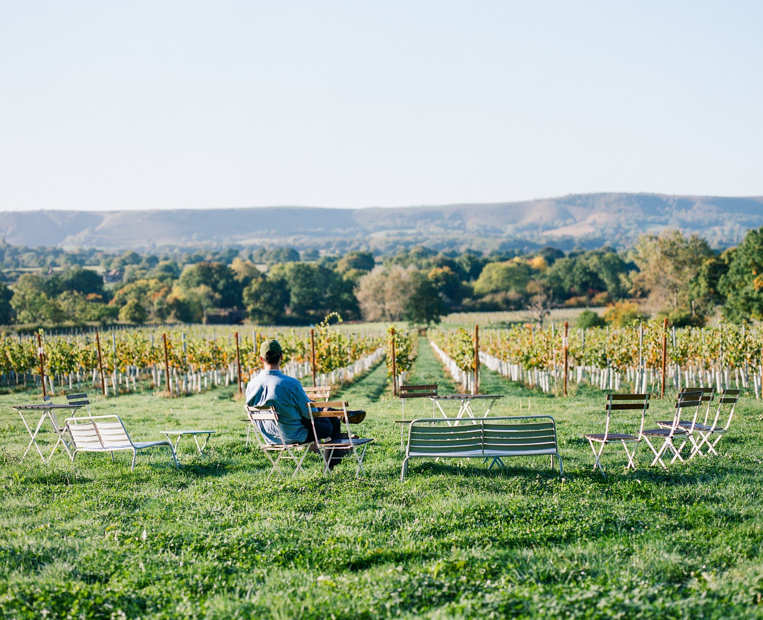 AArtelium wine harvest. Photo_ Will Hearle for Forest Studio. - Large13