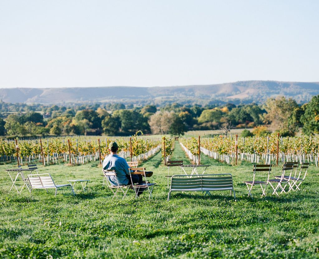 Artelium wine harvest. Photo_ Will Hearle for Forest Studio. - Large13