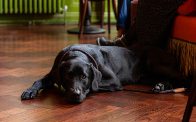black dog laying on the pub floor