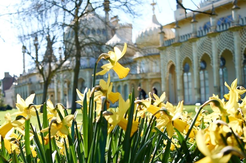 Daffodils on a sunny day in the Pavilion gardens.