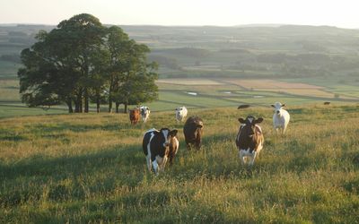 a sun filled scene. A field of cows graze in a green field in Sussex with the south downs in the picture behind them